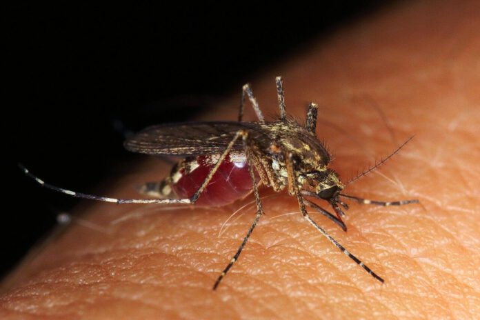 naturalne sposoby na komary