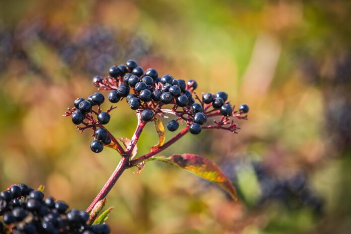 Czarny bez