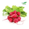 RADISHES FRESH BIO (POLAND) (about 0.20 kg)