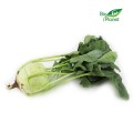KALAREPA FRESH BIO (POLEN) (ongeveer 0,20 kg)