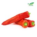 LONG FRESH BIO PEPPERS (about 0.60 kg)