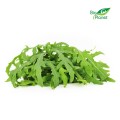 Rucola, ungewaschen, frisch BIO (polnisch) (ca. 100 g)