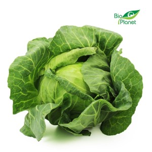 BULK PACK (kg) - BIO YOUNG WHITE CABBAGE (POLAND) (about 10 kg)