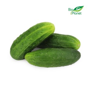 MULTIPACK (kg) - FRESH BIO GROUND CUCUMBER (POLAND) (about 5 kg)