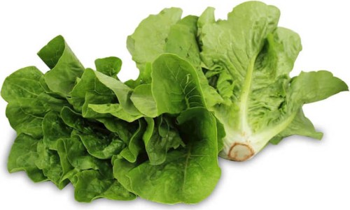 Frischer Mini-Römersalat BIO (polnisch) (ca. 0,50 kg)