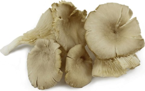 OPAKOWANIE ZBIORCZE (kg) - GRZYBY BOCZNIAKI ŚWIEŻE BIO (POLSKA) (około 2 kg)