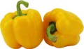 OPAKOWANIE ZBIORCZE (kg) - PAPRYKA ŻÓŁTA ŚWIEŻA BIO (około 5 kg)