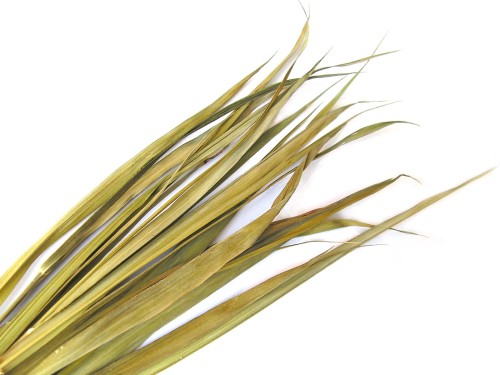 Żubrówka BIO (trawa) DARY NATURY