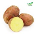 MULTIPACK (kg) - RED POTATOES, FRESH BIO (POLAND) (about 10 kg)