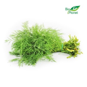 VERSE Dille (PĘCZEK) BIO (POLEN) (ongeveer 50 g)