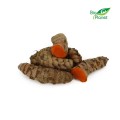 FRESH TURMERIC BIO (around 0,10 kg)