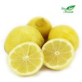 COLLECTIVE PACKAGE (kg) - FRESH LEMONS BIO (AROUND 6 kg)