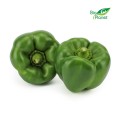 VERSE GROENE PEPERS BIO (ongeveer 0,50 kg)