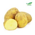 MULTIPACK (kg) -  POTATOES FRESH BIO (POLAND) (about 10 kg)