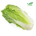 CHINESE CABBAGE FRESH BIO (POLAND) (about 1.80 kg)
