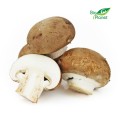 MULTIPACK (kg) -  BROWN MUSHROOMS FRESH BIO (POLAND) (about 3 kg)