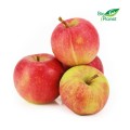 MULTIPACK (kg) - APPEL VOOR VERS BIO JUICE (ca. 5 kg)