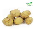 COLLECTIVE PACKAGE (kg) - WHITE FRESH YOUNG POTATOES BIO (POLAND) (around 10 kg)