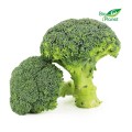 FRISCHER BIO-Brokkoli (ca. 0,50 kg)