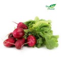 FRESH BIO RADIANS (about 0.30 kg)