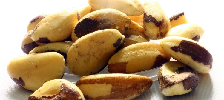 Potężna orzesznica wyniosła i jej „owoce” – w czym pomagają orzechy brazylijskie?