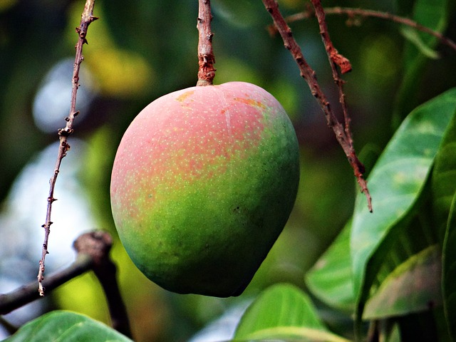 Rola mango w diecie - sprawdź, dlaczego warto je jeść
